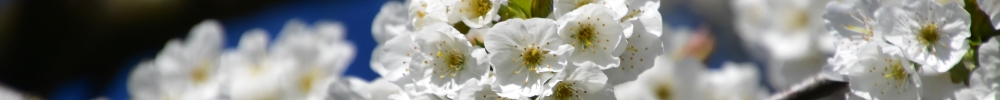 Lente 06.jpg